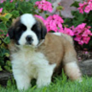 Meet your Posher, Leila-rose